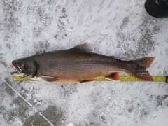 Michigan DNR seeks help from fishers with marked splake