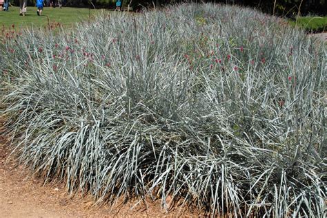 Leymus Arenarius Blue Lyme Grass Blue Wile Rye European Dune Grass