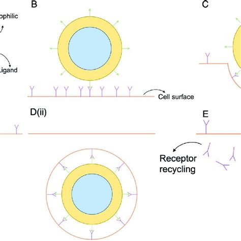 A schematic of the ligand-receptor binding process and internalisation ...