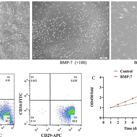 BMP 7 Induces BMSCs Differentiation A Morphological Observation And