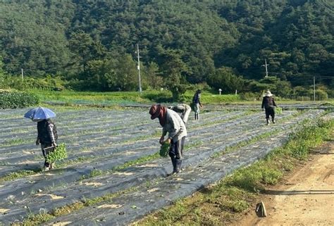 괴산군 외국인 계절근로자 도입인력난 해소·농가 혜택 28억원 예상 네이트 뉴스