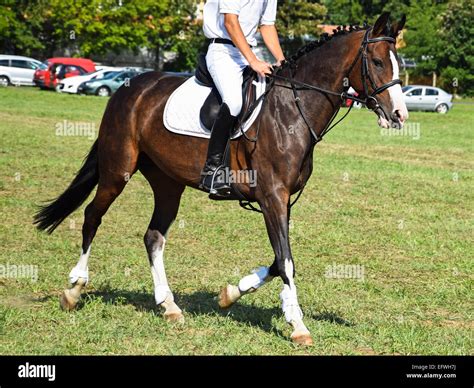 Riding on a young brown horse Stock Photo - Alamy