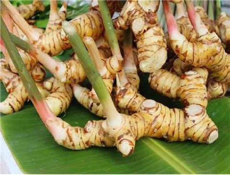 Alpinia Galangal Roots Dried Herb Organic Whole Inaexport