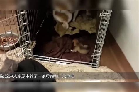 这年头做狗也不容易猫妈妈意外去世娃全是狗子在照顾 全是 妈妈