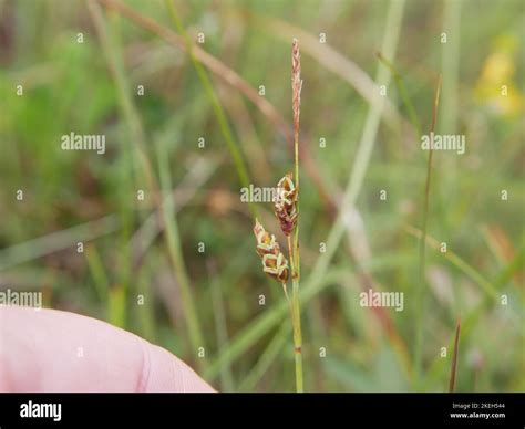 Blanket bog plants hi-res stock photography and images - Alamy