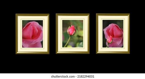 Tausend Penis Vagina Lizenzfreie Bilder Stockfotos Und Aufnahmen Shutterstock