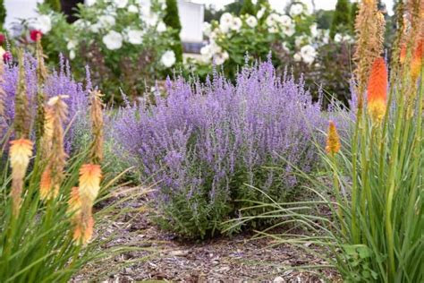 Russian Sage Companion Plants Largest Collection | www.pinnaxis.com