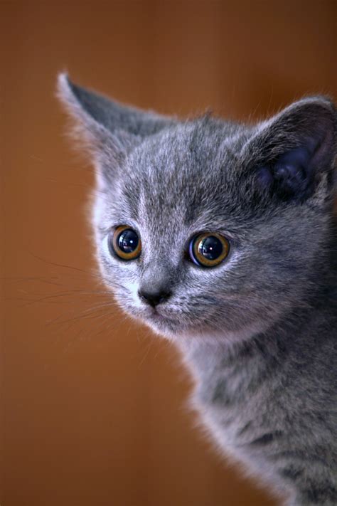 Free Images : kitten, black, whiskers, vertebrate, british shorthair