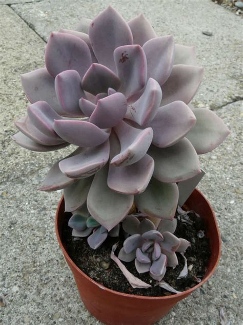 Graptoveria Debbie World Of Succulents