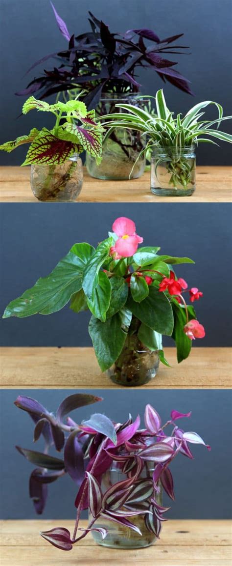 12 Best Air Purifying Indoor Plants You Won T Kill A Piece Of Rainbow