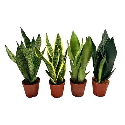 Plante d intérieur Sansevieria Ø 14 cm