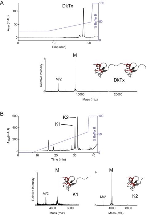 A Bivalent Tarantula Toxin Activates The Capsaicin Receptor Trpv1 By