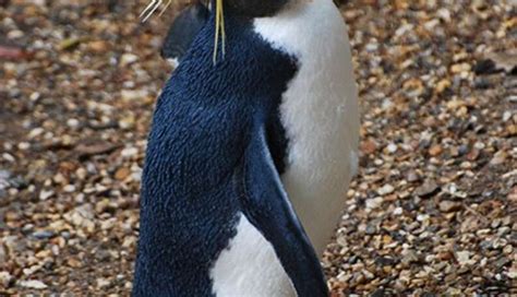 The 18 Best Penguin Species (All Of Them) - The Dodo