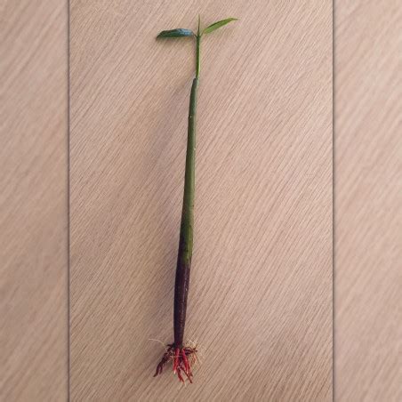 1 graine de Palétuvier rouge avec feuilles et racines Rhizophora mangle