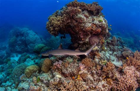 Exploring the Whitetip Reef Shark in the Great Barrier Reef