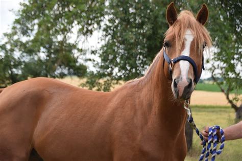 Deutsches Reitpony Hengst Jahre Cm Fuchs In Ramin