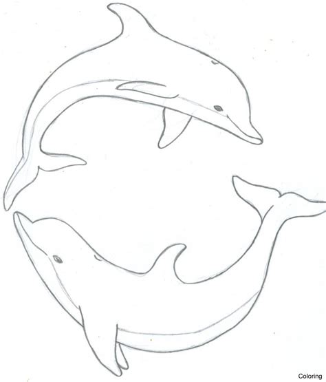 Easy Dolphin Drawing At Getdrawings Free Download