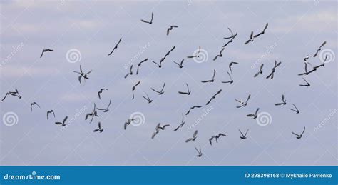 Aerial Ballet Capturing The Grace Of Birds In Flight Stock Photo