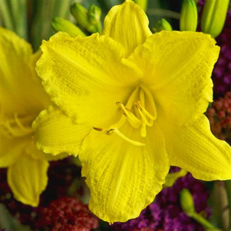 Hemerocallis Happy Returns Lis Dun Jour Daylily Jardins Michel