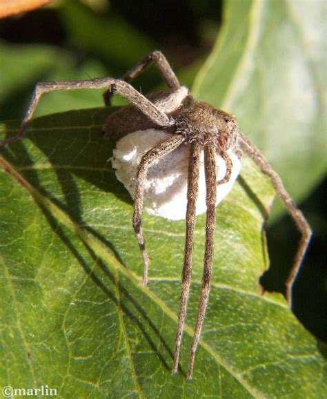 Nursery Web & Fishing Spiders - North American Insects & Spiders