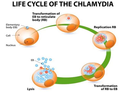 Chlamydia Symptoms, Prevention and Treatment | KKG Epsilon