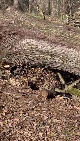 Millimeter Arbeit Der Baum liegt exakt ohne etwas beschädigt zu haben