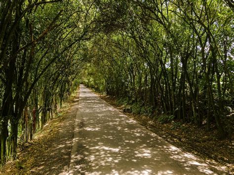 Premium Photo | Beautiful tunnel of trees on the road autumn