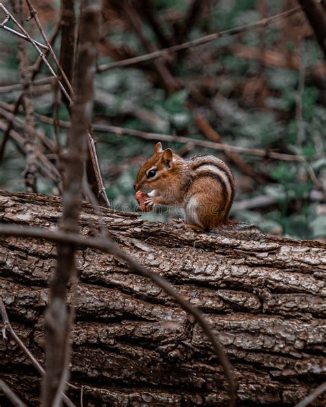 Baby Squirrel in a Tree stock photo. Image of young, green - 82801532