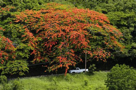 El Árbol de Flamboyán in Puerto Rico Discover the Beauty and Culture of ...