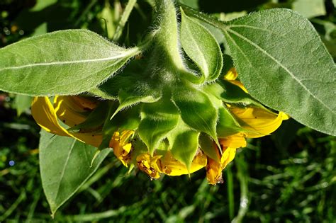 Helianthus Annuus Common Sunflower Wildflowers Of The National