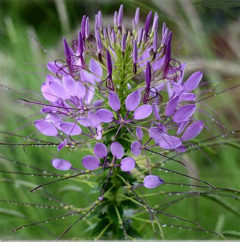 Amazon CHUXAY GARDEN 30 Seeds Purple Cleome Serrulata Rocky