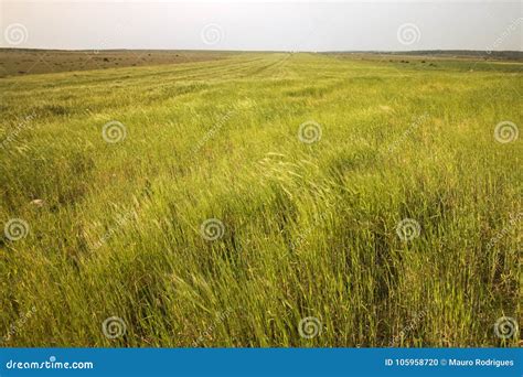 Mediterranean Native Vegetation Stock Photo - Image of flora, endemic: 105958720