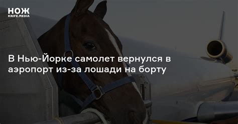 В Нью-Йорке самолет вернулся в аэропорт из-за лошади на борту — Нож