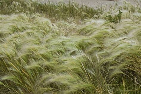 Broom Grass Plant And Nature Photos Beach S Photoblog