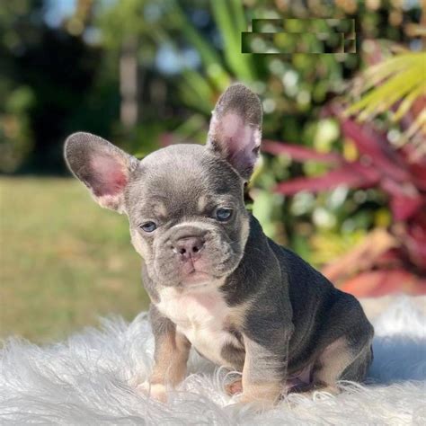 Blue Pied French Bulldogs/french Bulldogs For Sale In Texas