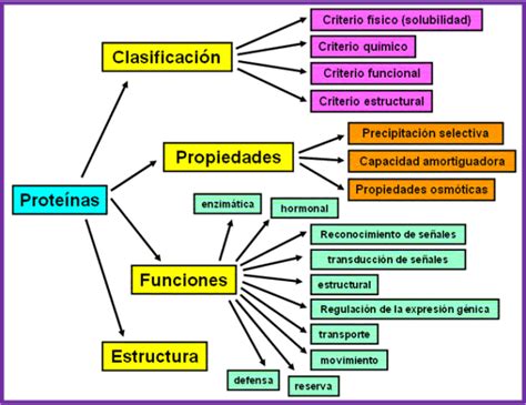 Proteinas Cuadro Sinoptico Proteinas Cuadros Sinopticos Y Images Porn