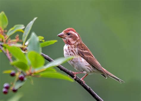 Finch - Purple Finch - jerryacton