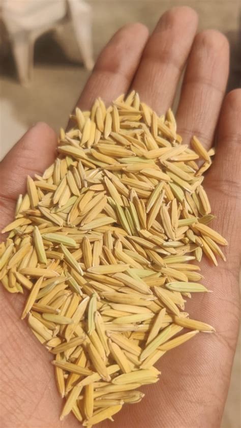 Hybrid Brown Paddy Seed Basmati 10 Packaging Size 1kg At Rs 60 Bag