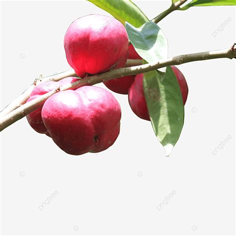 god crown hd transparent phaleria macrocarpa gods crown phaleria