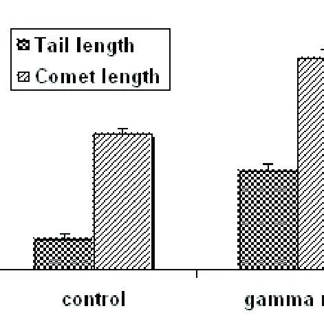 Gamma Radiation Induced Dna Damage Shown As Comet Length And Tail