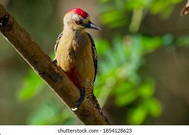 Hoffmanns Woodpecker Melanerpes Hoffmannii Resident Breeding Stock