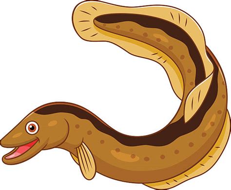 Saltwater Eel Illustrations Royalty Free Vector Graphics And Clip Art