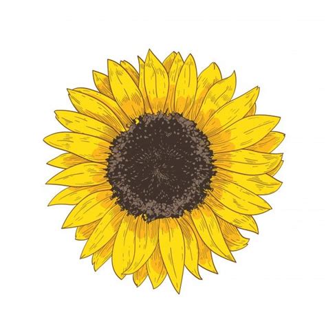Desenho realista natural elegante de cabeça de girassol. Detalhe ou ...