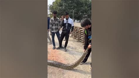 Etna Bada Snake 🐍 Souravjoshivlogs7028 Souravjoshivlogs Shorts