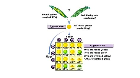 Dihybrid Cross F1 And F2 Generation