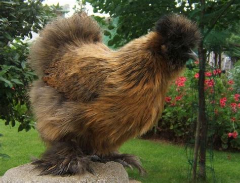 Silkies Chickens Silkie Hen Partridge Ornamental Gold Silkie