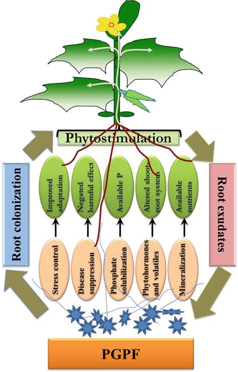 Application And Mechanisms Of Plant Growth Promoting Fungi PGPF For