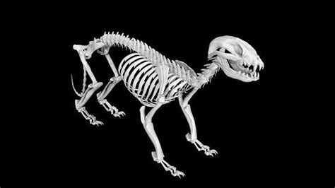 3D model Raccoon skeleton VR / AR / low-poly | CGTrader