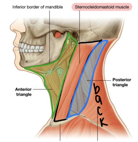 Anterior Triangle Flashcards Quizlet