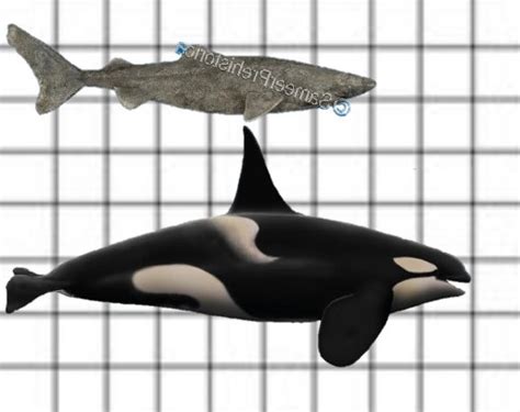 Killer Whale Vs Great White Shark Size Comparison